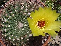 Notocactus tabularis AH Piriapolis, Uruguay.jpg